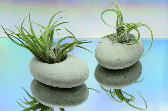 Set of 2 Handmade Pebble Shaped Concrete Tealight, Airplant Holders