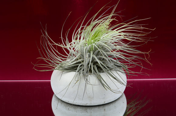 Handmade Concrete Doughnut Shaped Tealight, Airplant Holder
